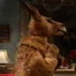 Australian Kangaroo image
